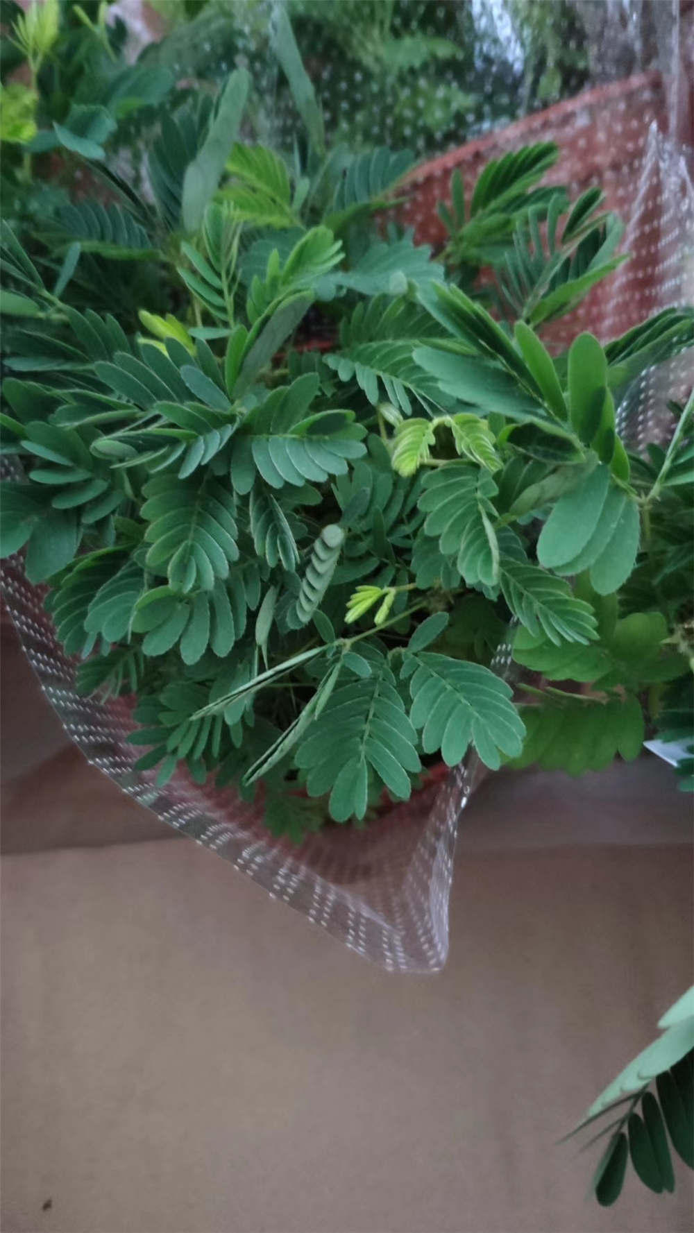 含羞草枯萎了怎么辦
