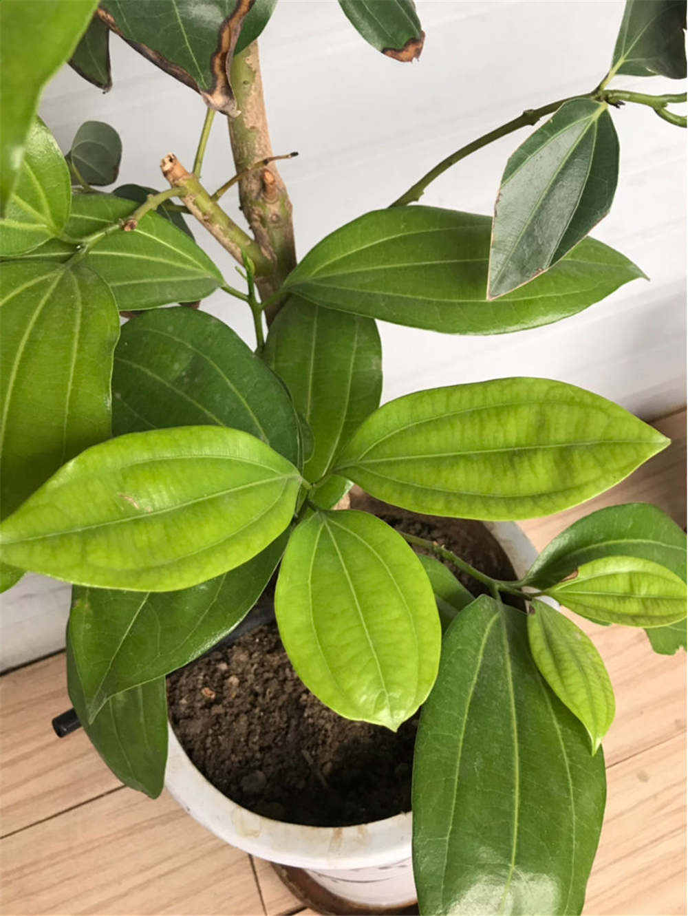 平安树有什么作用 - 花百科