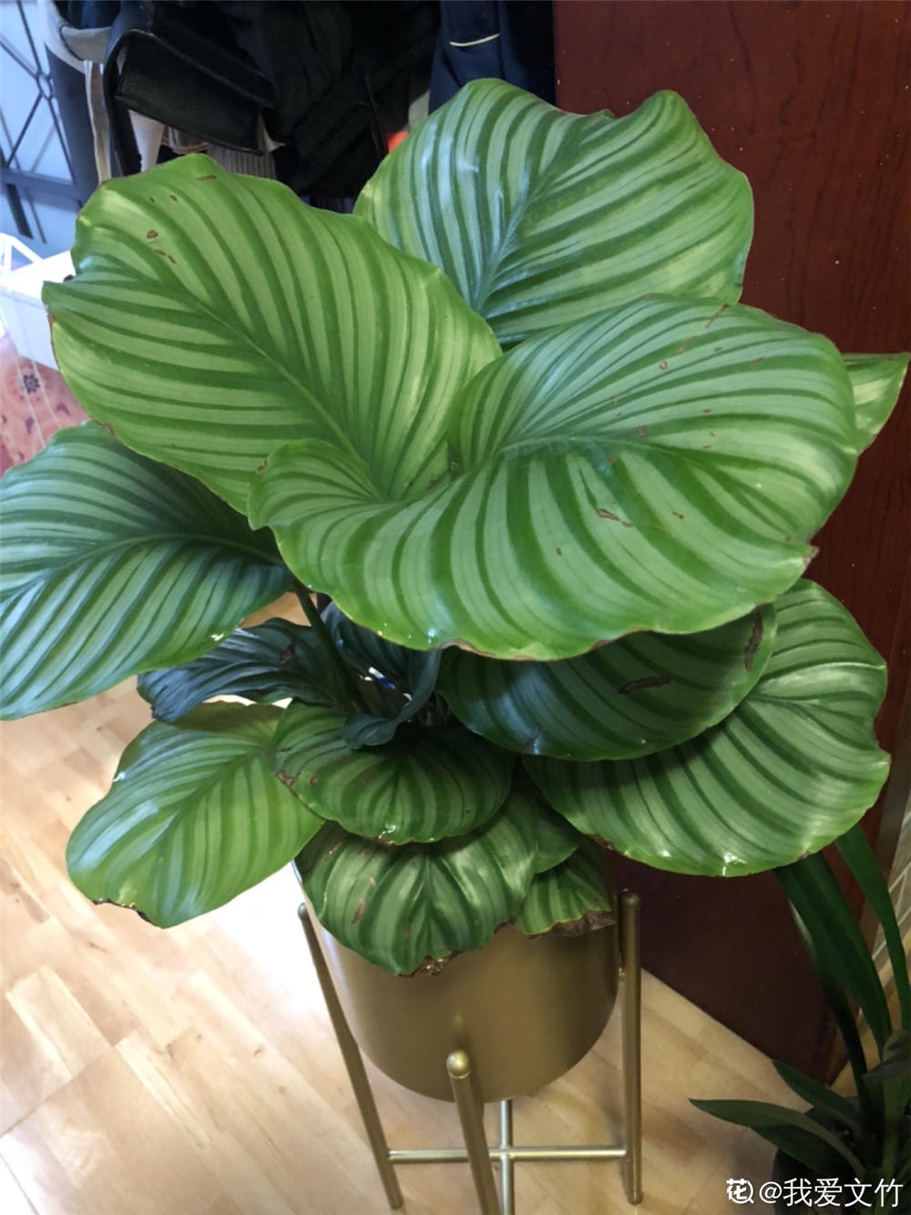 圆叶竹芋的冬季养护