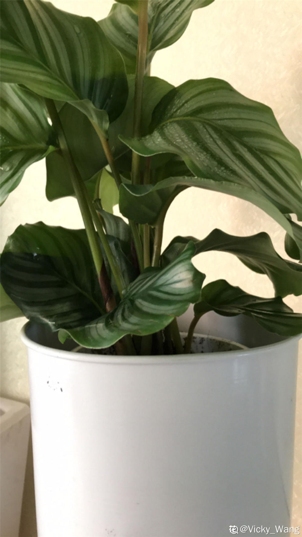 圆叶竹芋的虫害防治