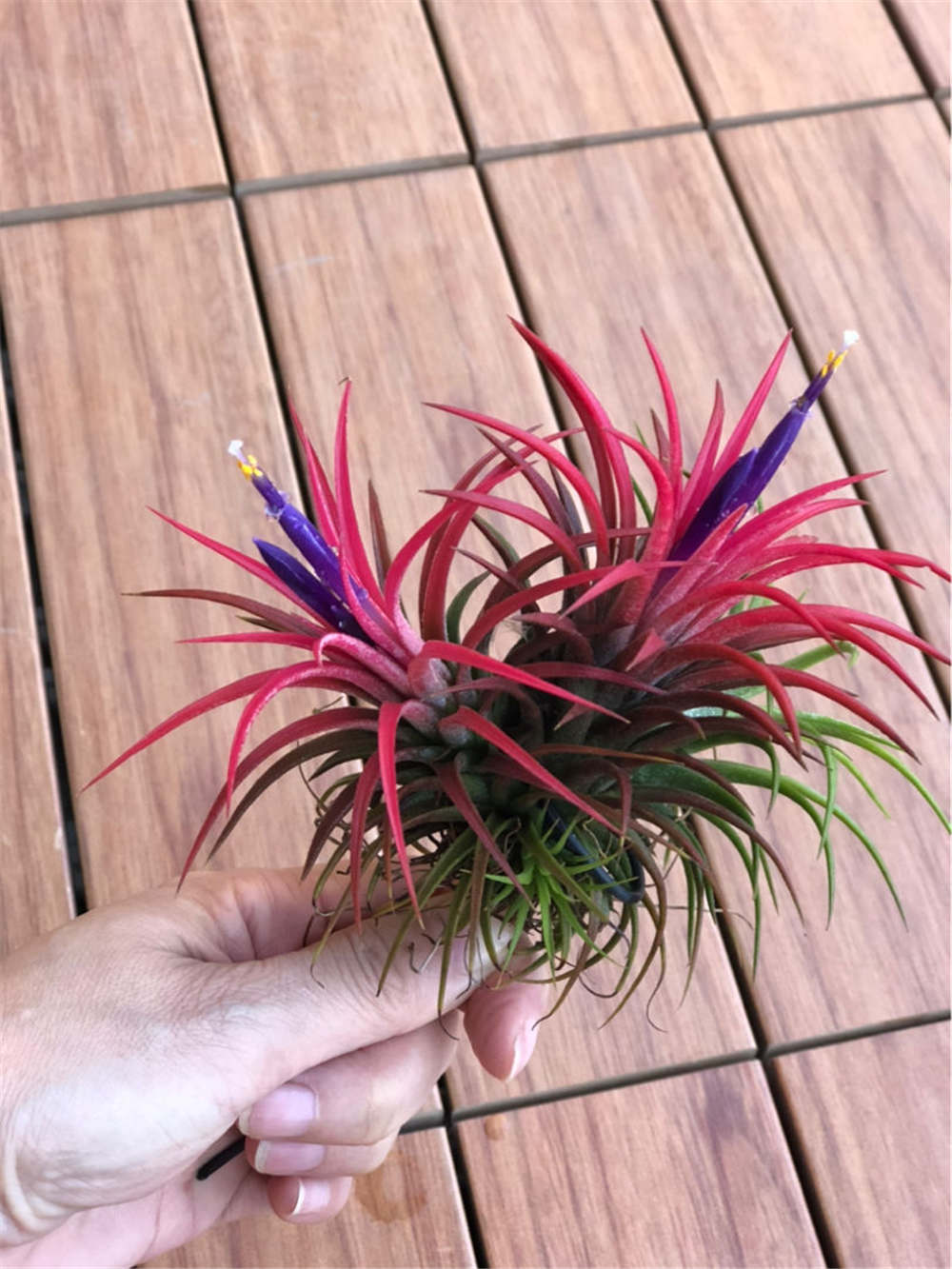 69个精选空气凤梨品种介绍