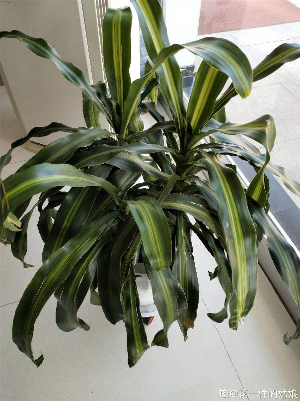 巴西铁的养殖方法