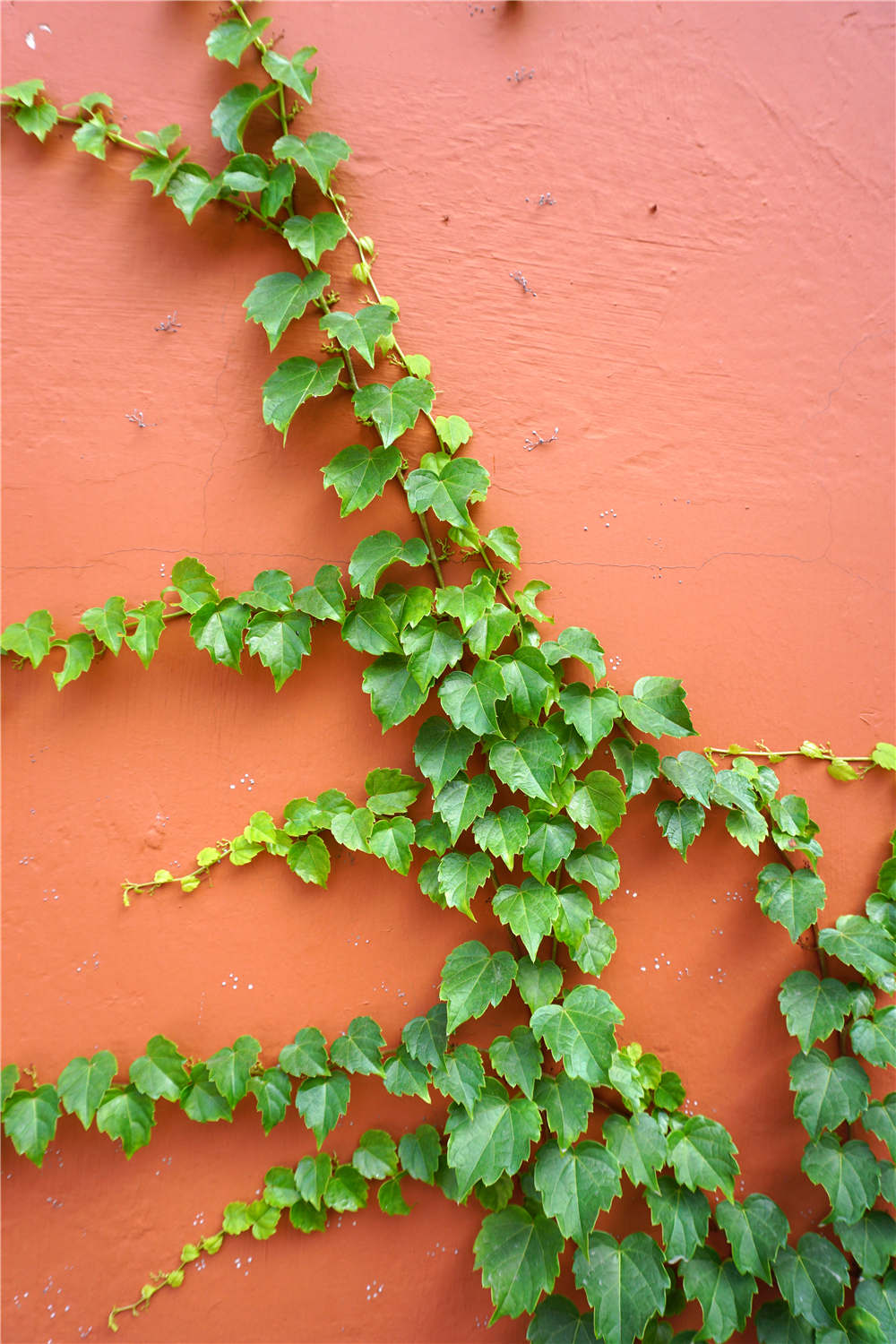 常春藤有什么作用