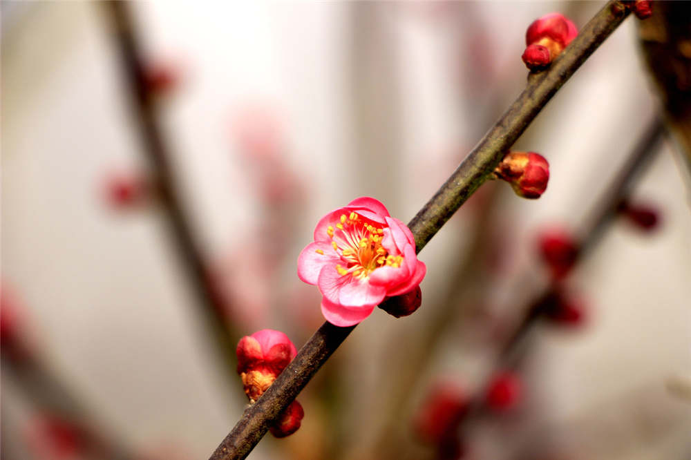 腊梅的花语和象征 腊梅花的寓意 桃丽网 腊梅的花语和象征 腊梅花的寓意 桃丽网