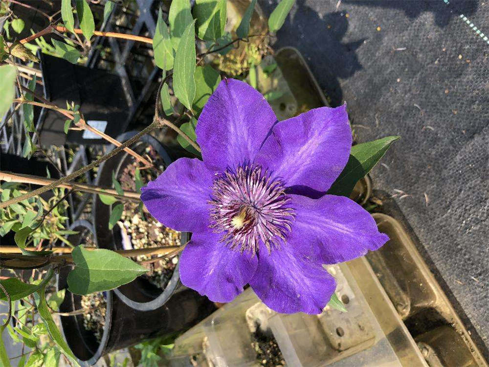 铁线莲常见品种 花百科 铁线莲常见品种 花百科