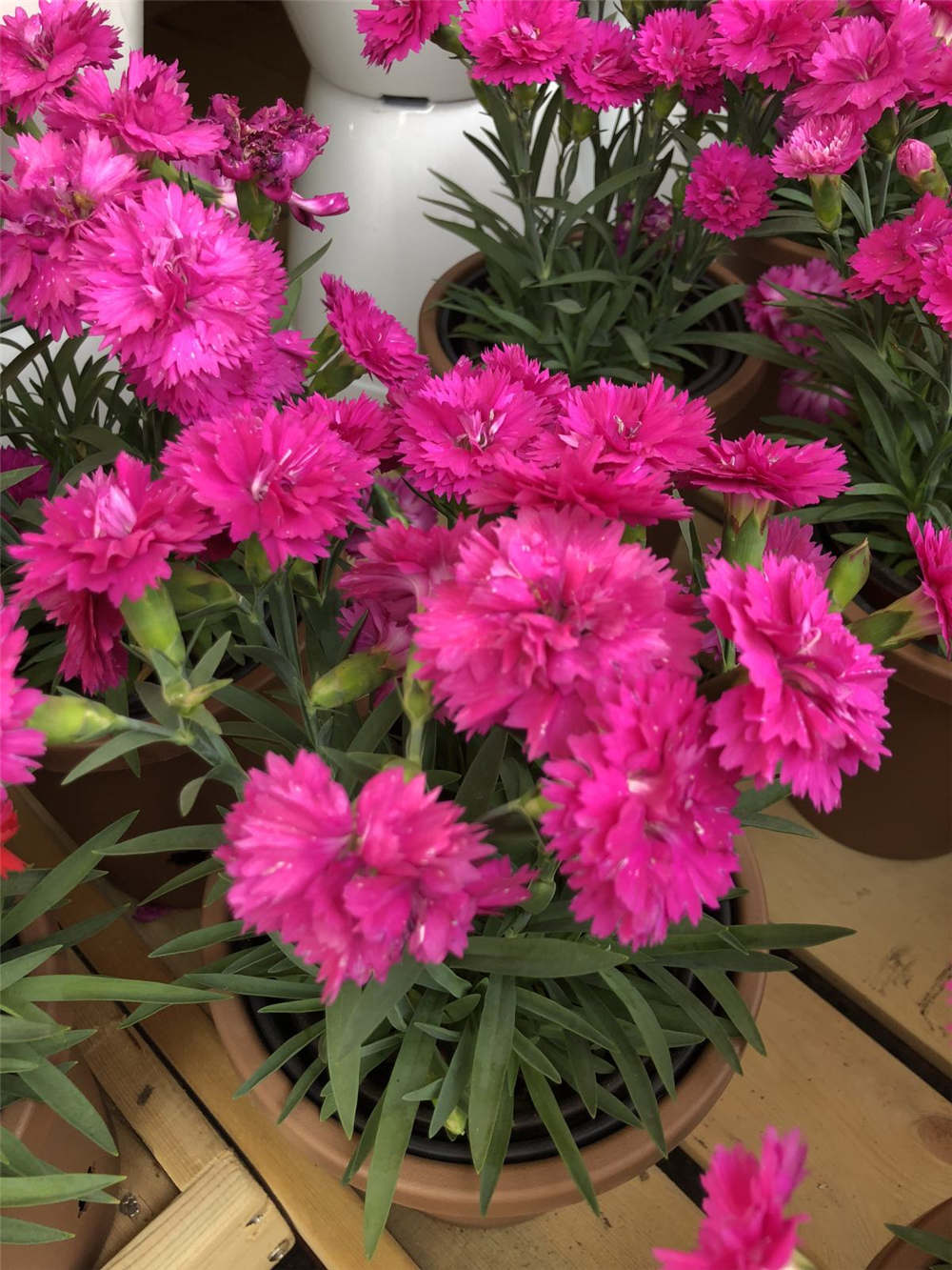 康乃馨各色花语及象征意义 - 花百科