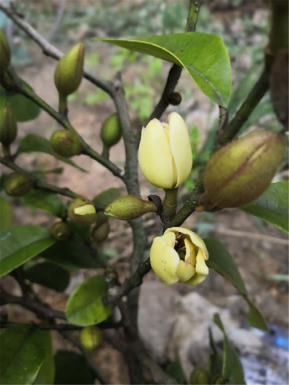 含笑的繁殖方法