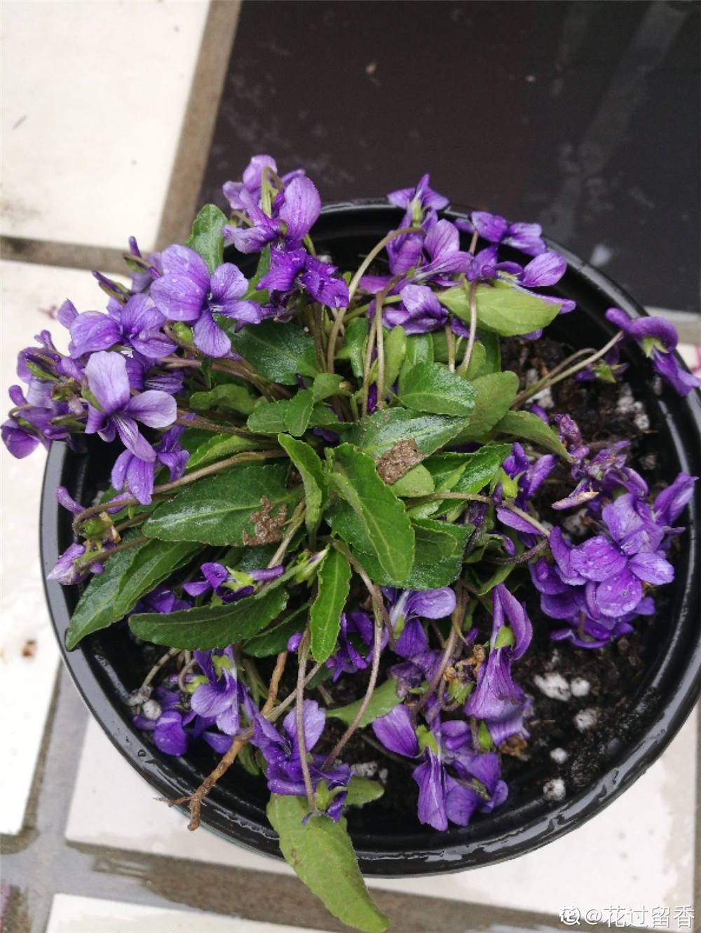 紫花地丁的传说 花百科