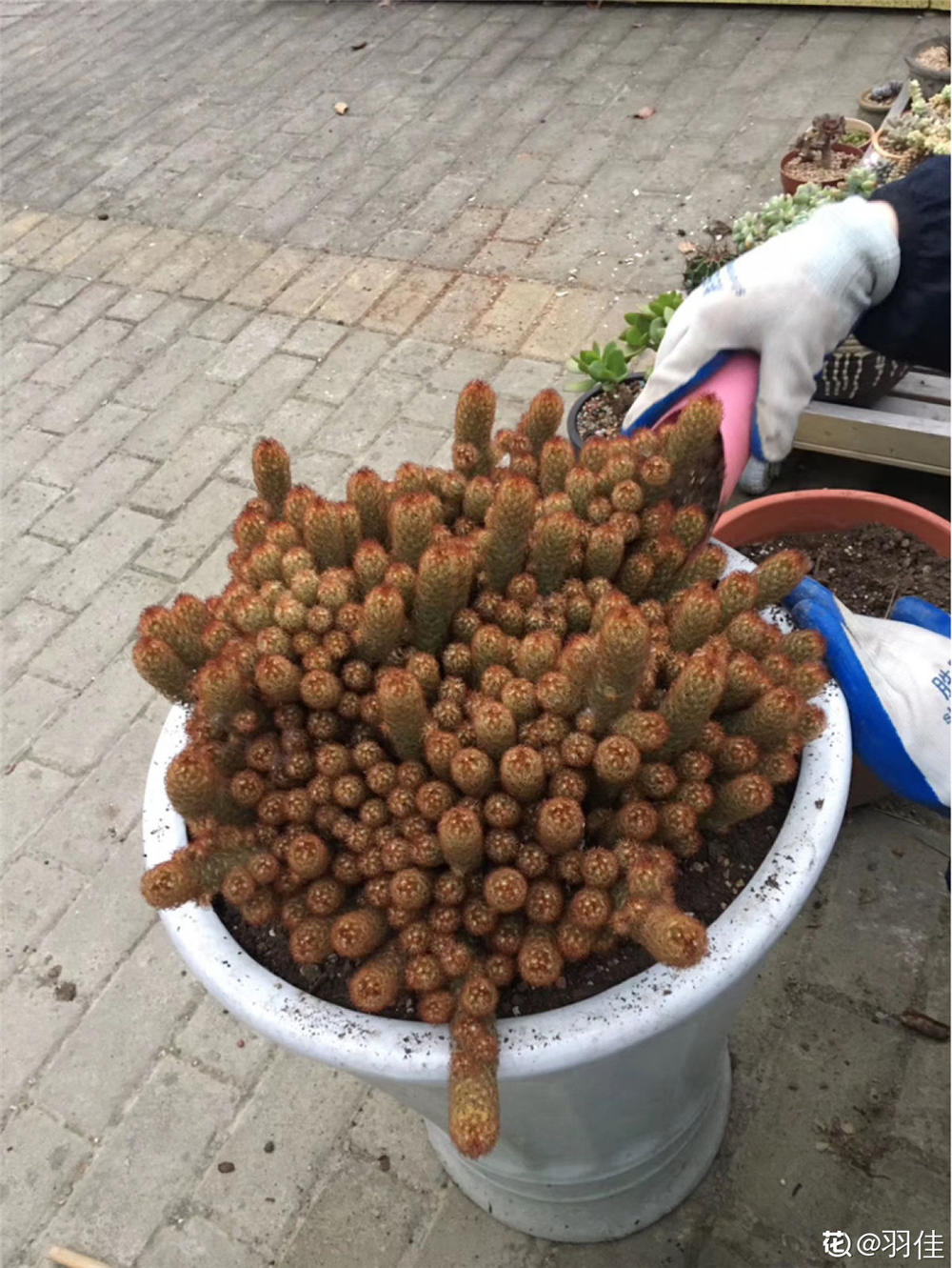 养花知识 养花技巧 金手指的种植搭配