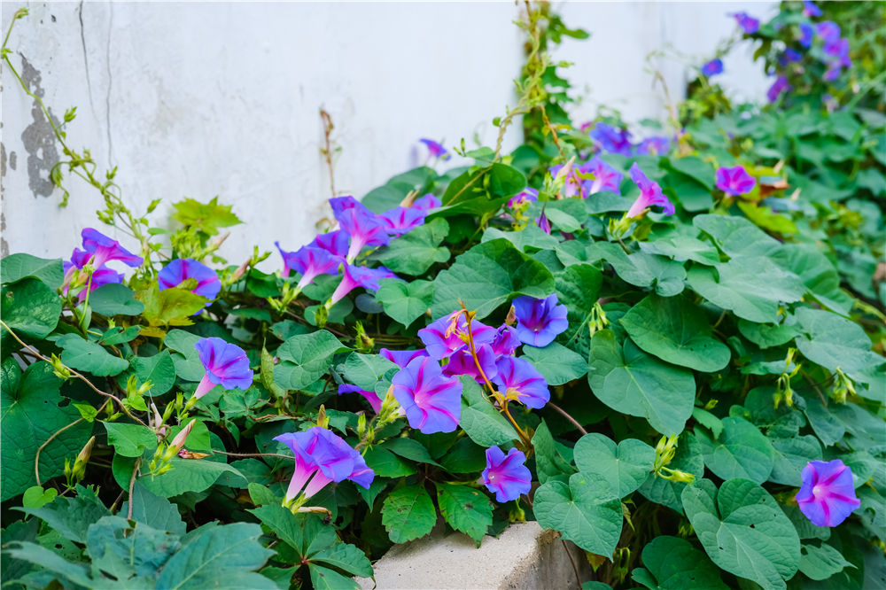 牵牛花开花10分钟绽放过程–花百科