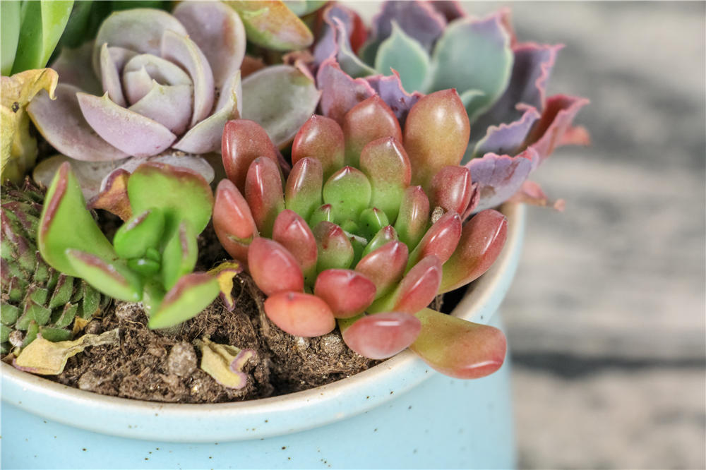 原来多肉植物果冻色是这样练成的 花百科