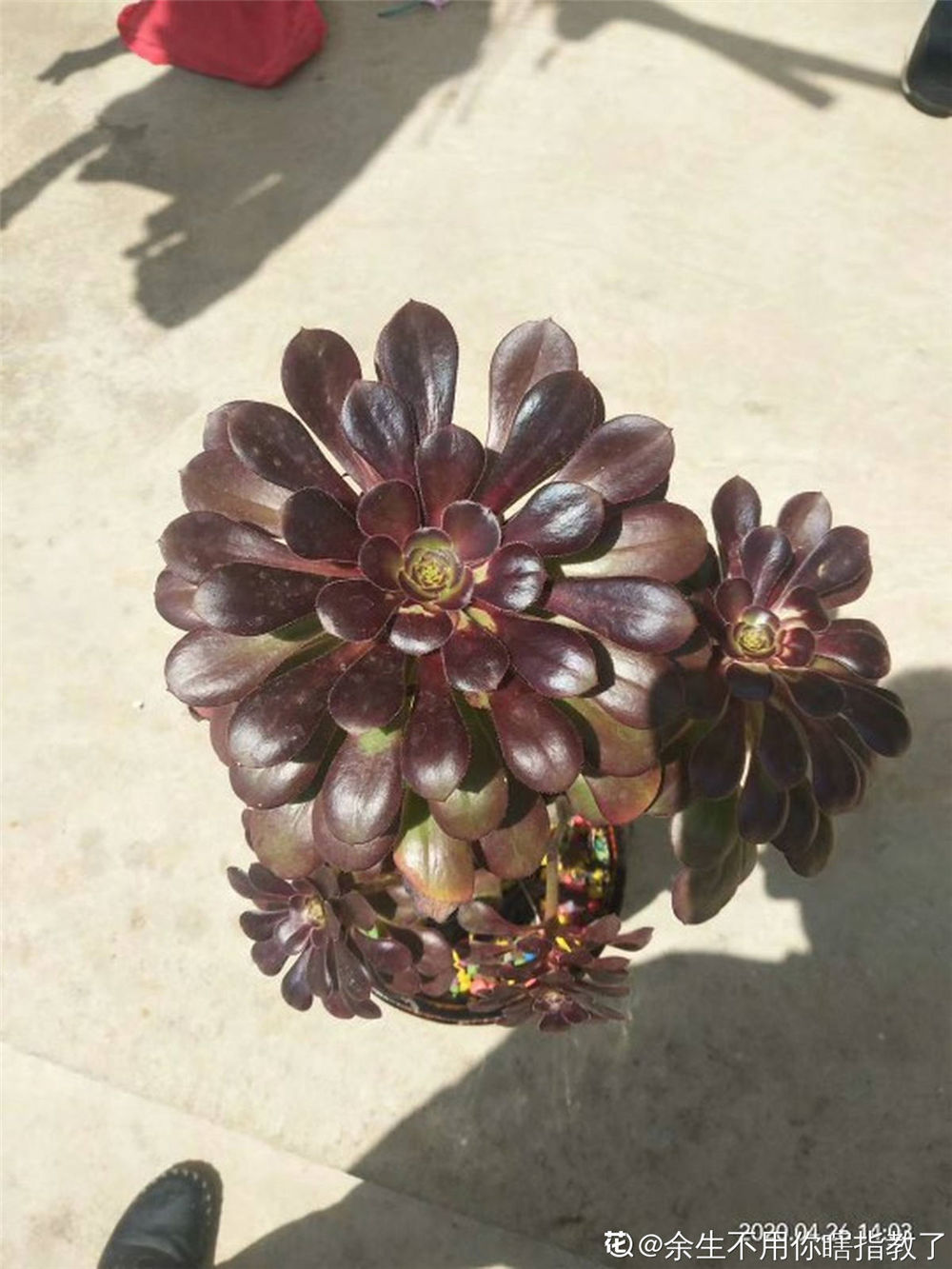 黑法师品种大全