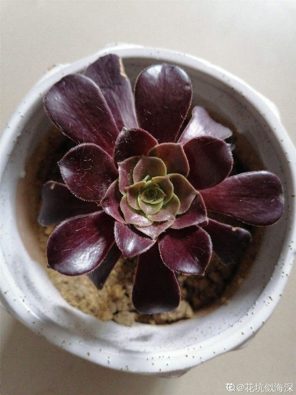 黑法师品种大全