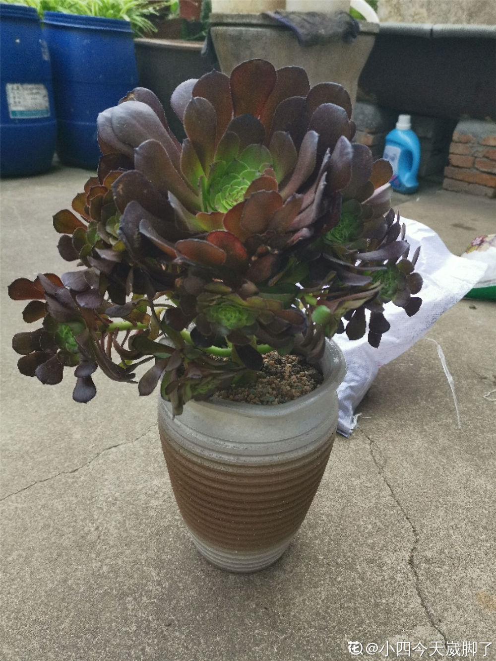 黑法师如何繁殖