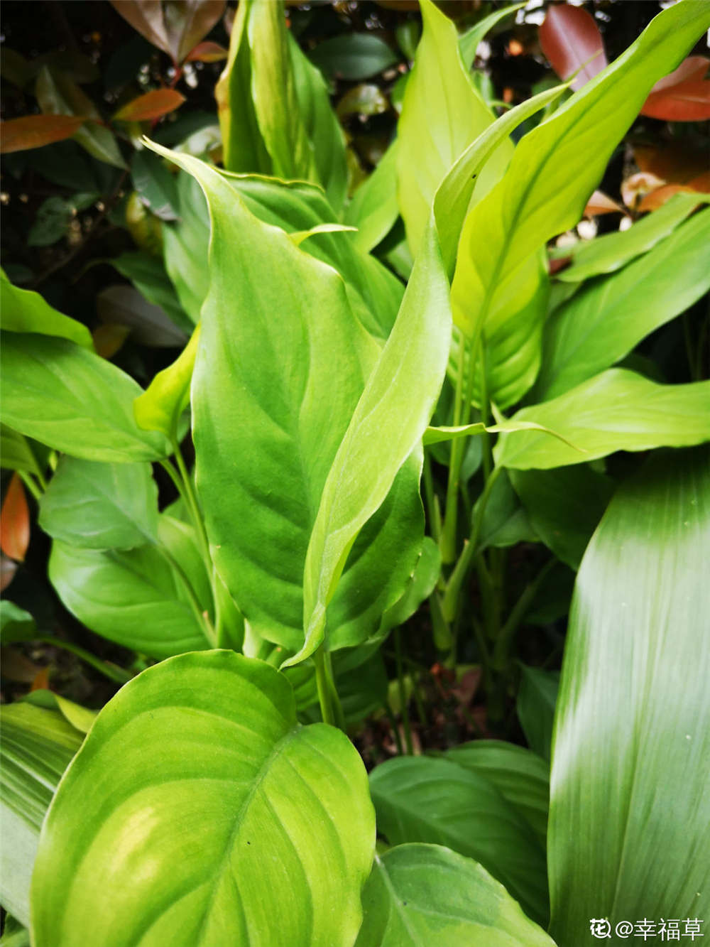 广东万年青的养殖方法和注意事项