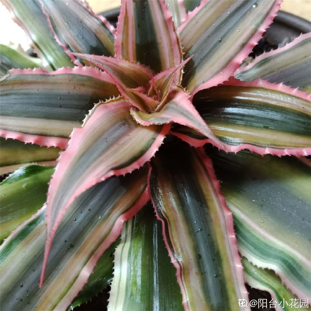 姬凤梨的花语是什么