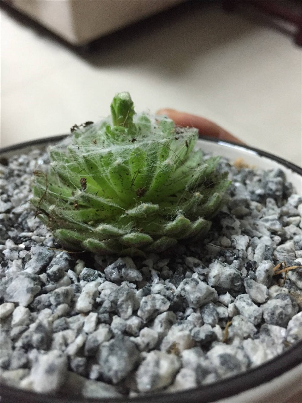 蛛丝卷绢如何养殖