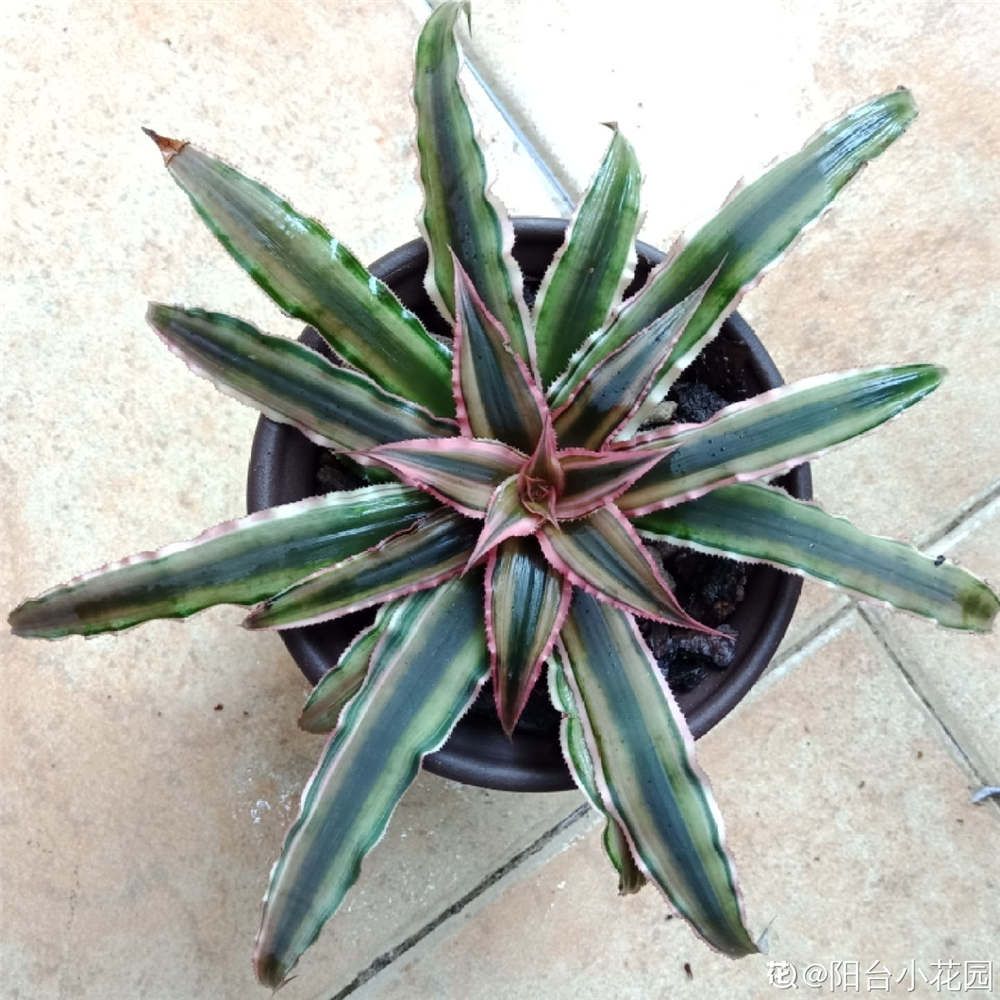 姬凤梨水培及注意事项