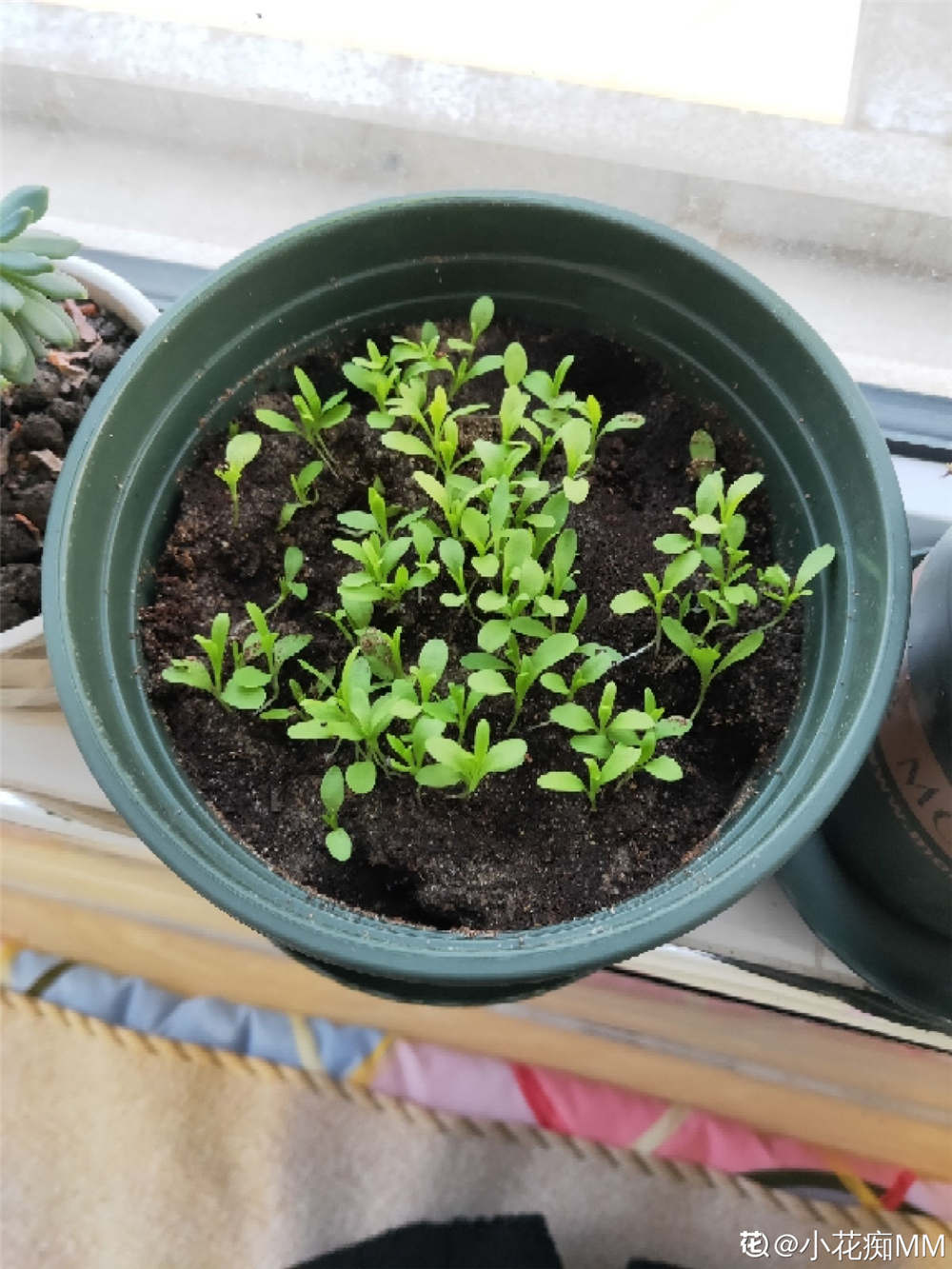 福禄考的养殖方法和注意事项