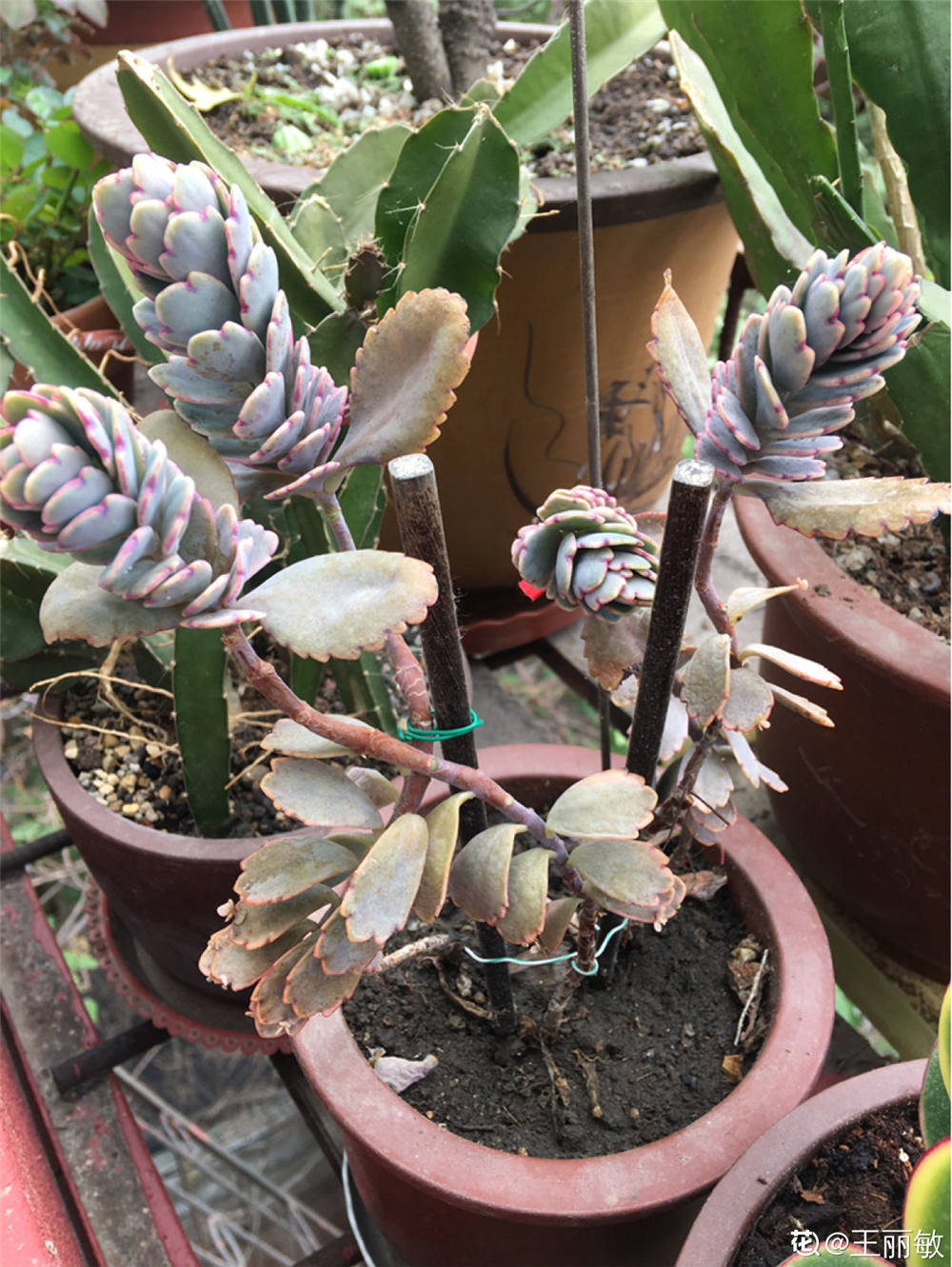 玉吊钟开花吗