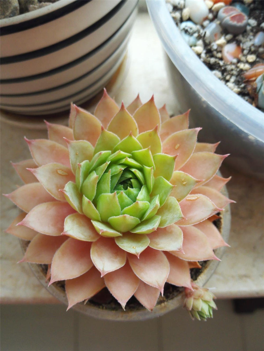 佛座莲如何换盆