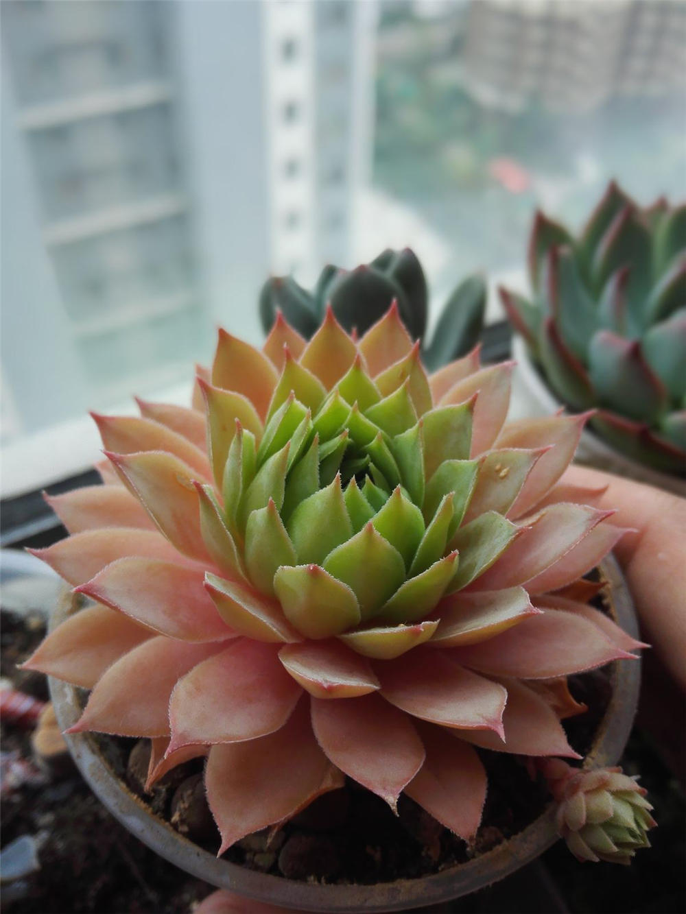 佛座莲的虫害及防治方法