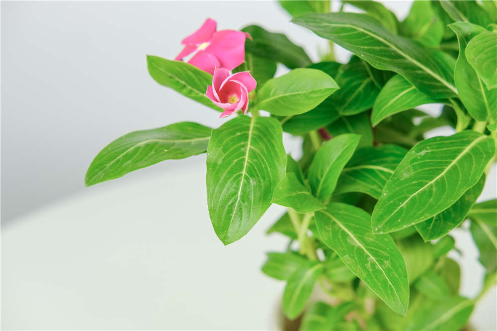 长春花 四季梅 有毒吗 长春花有毒 桃丽网 长春花 四季梅 有毒吗 长春花有毒 桃丽网