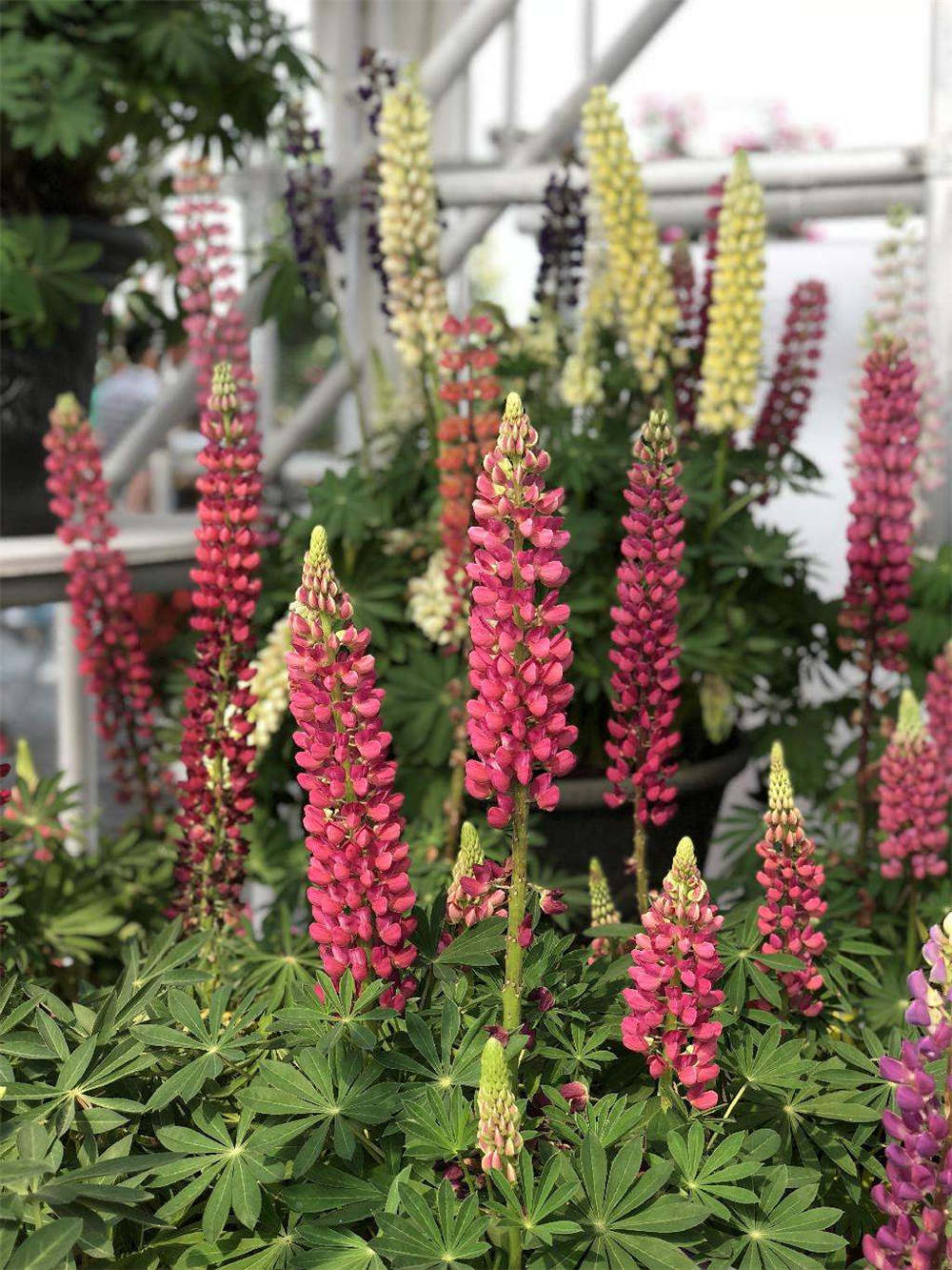 鲁冰花的品种大全 - 花百科