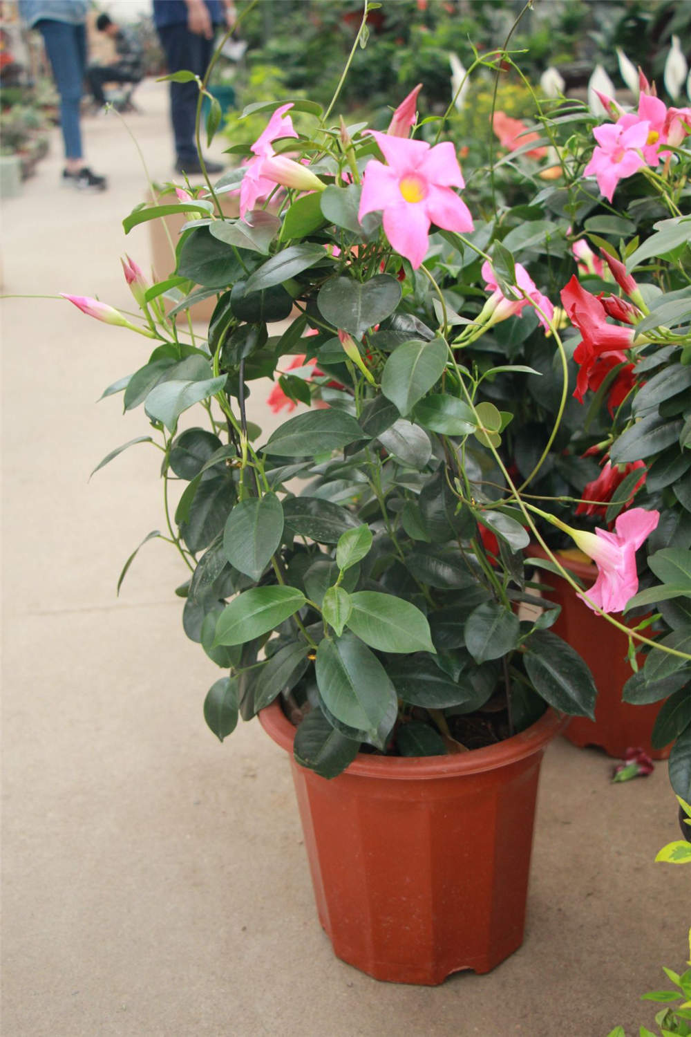 飘香藤什么时候开花