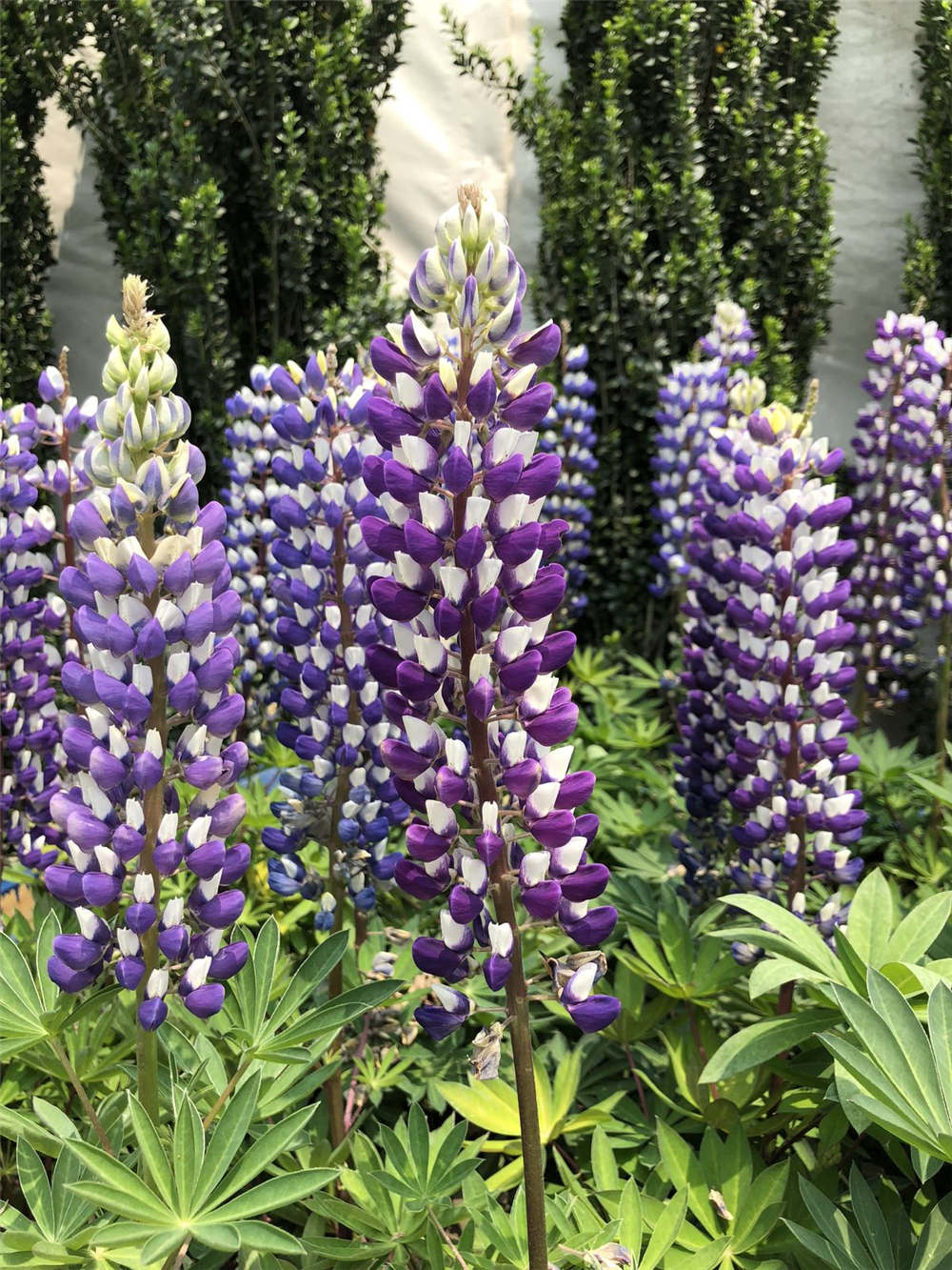 鲁冰花的品种大全 - 花百科