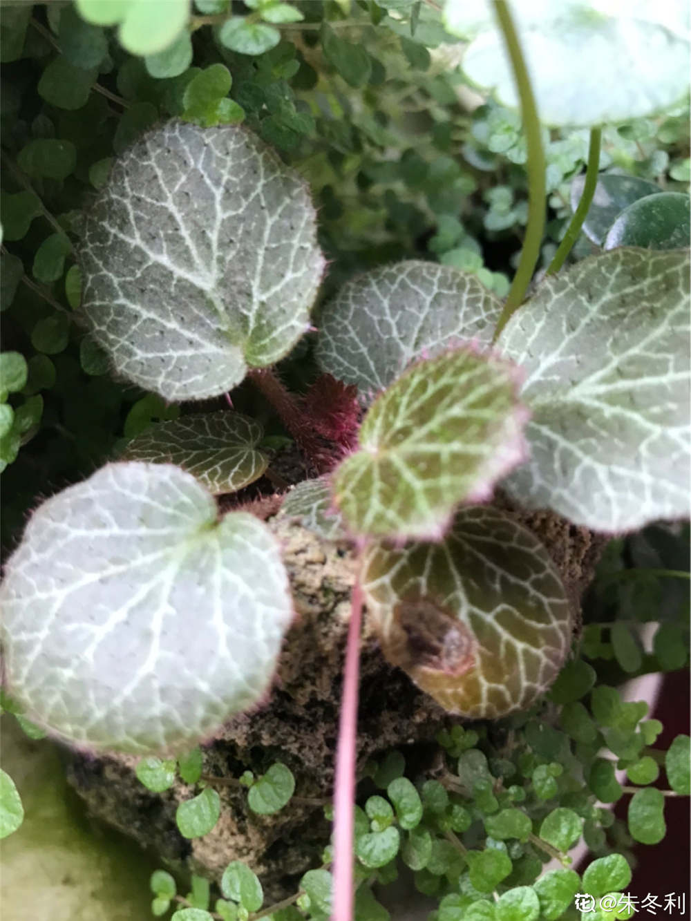 虎耳草的功效与作用