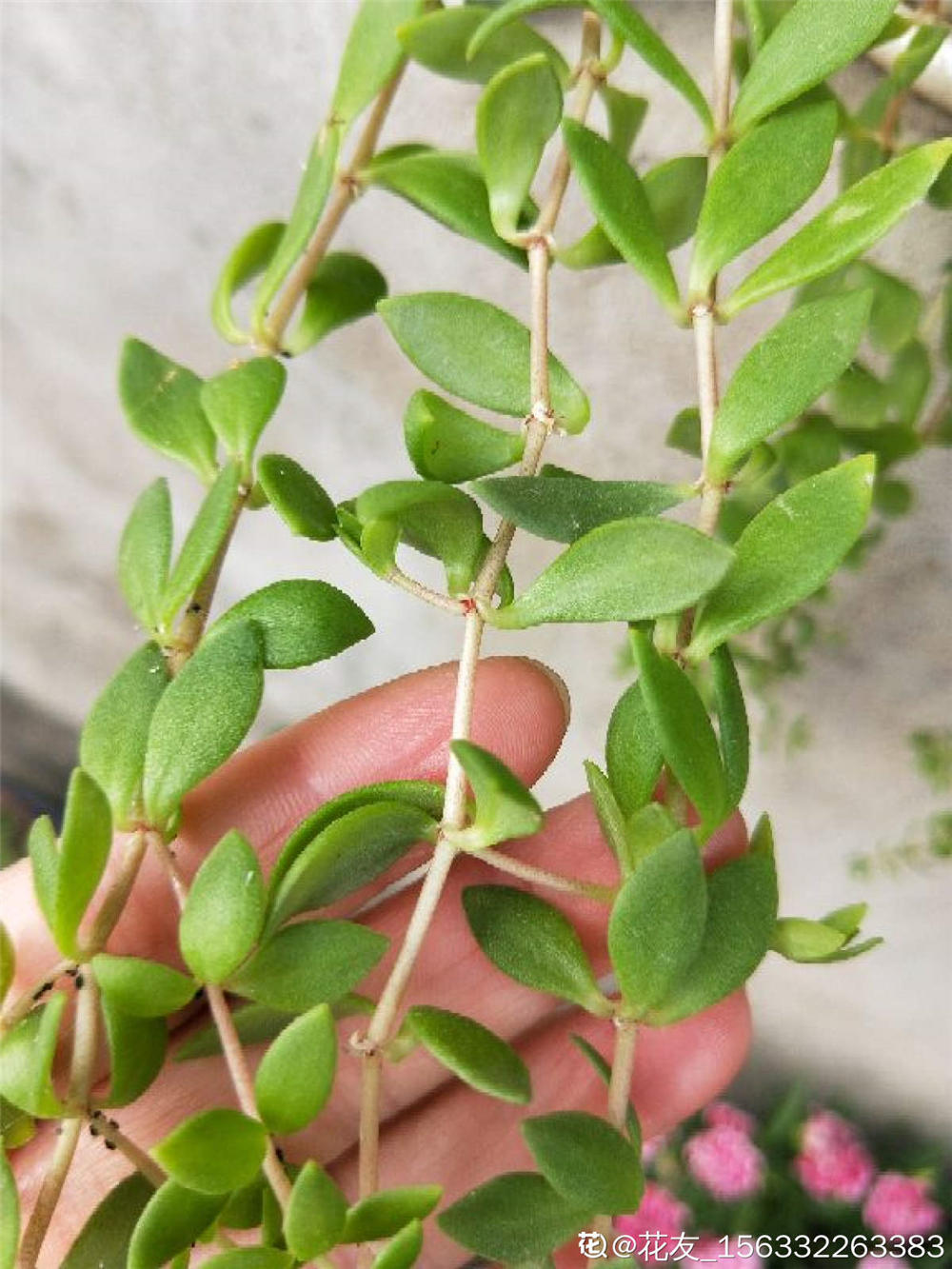 垂盆草有什么繁殖方法