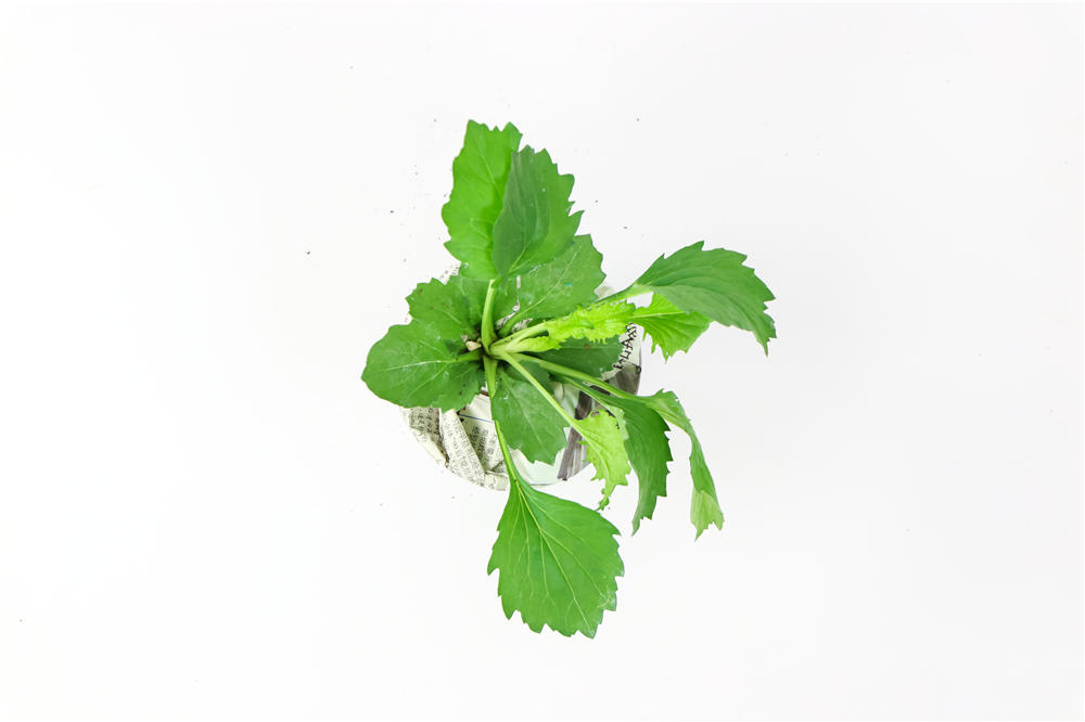 盆栽翠菊的四季养殖护方法