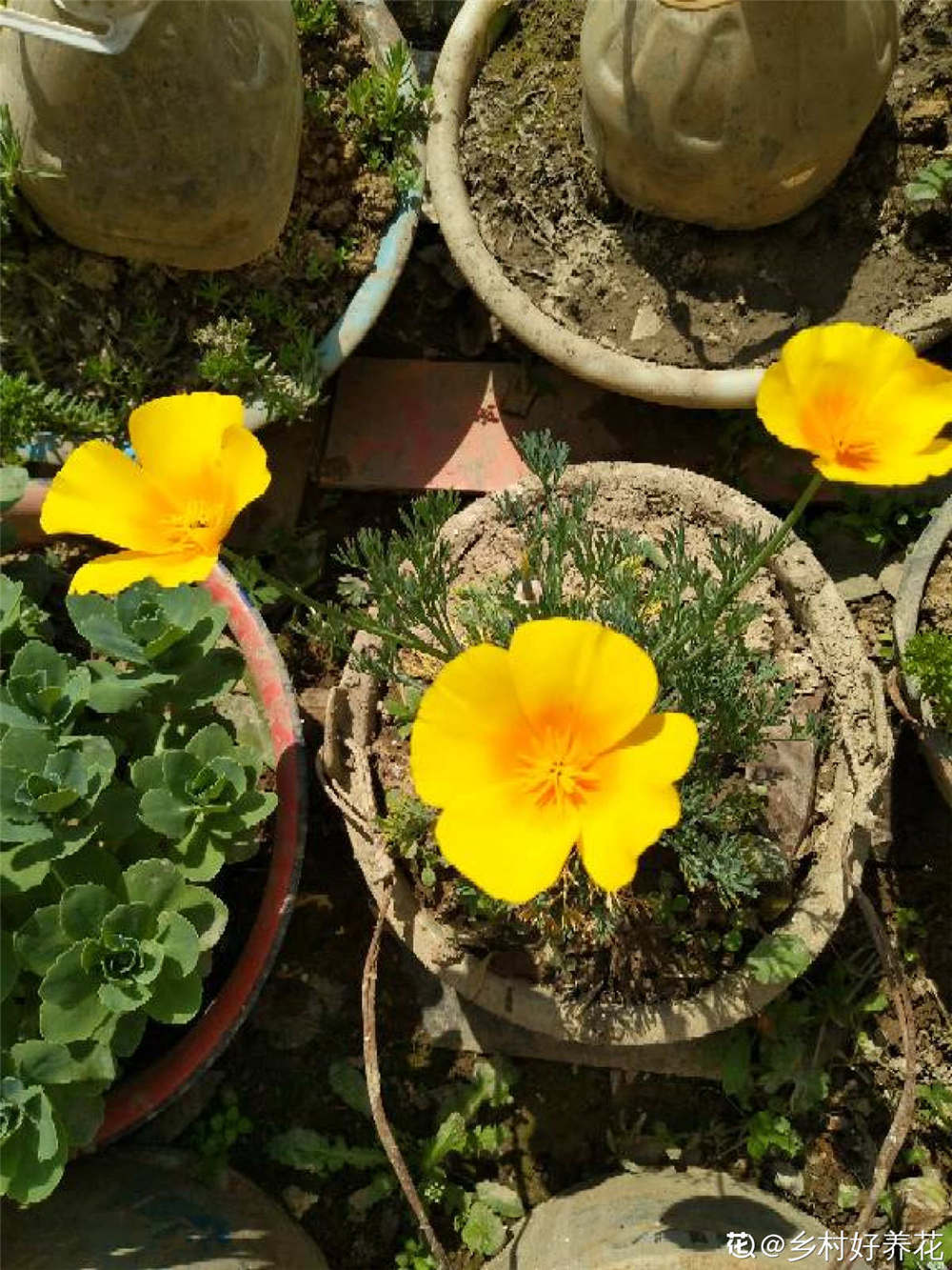 花菱草的主要价值