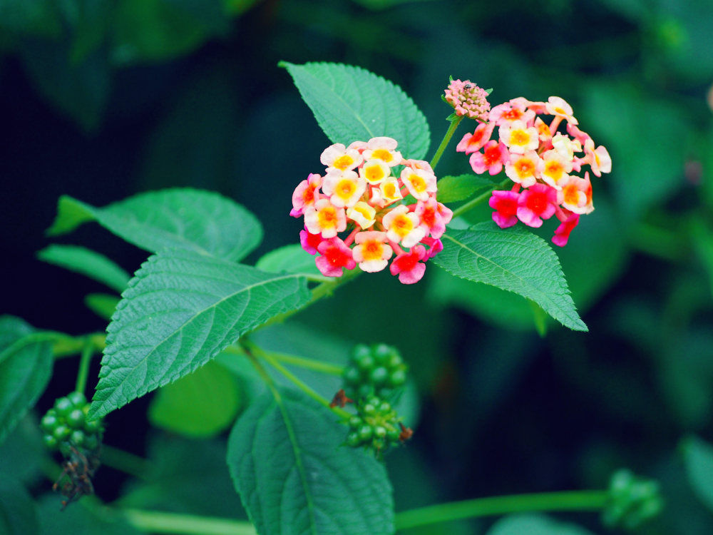 五色梅和五爪金龙分别是什么植物 - 花百科