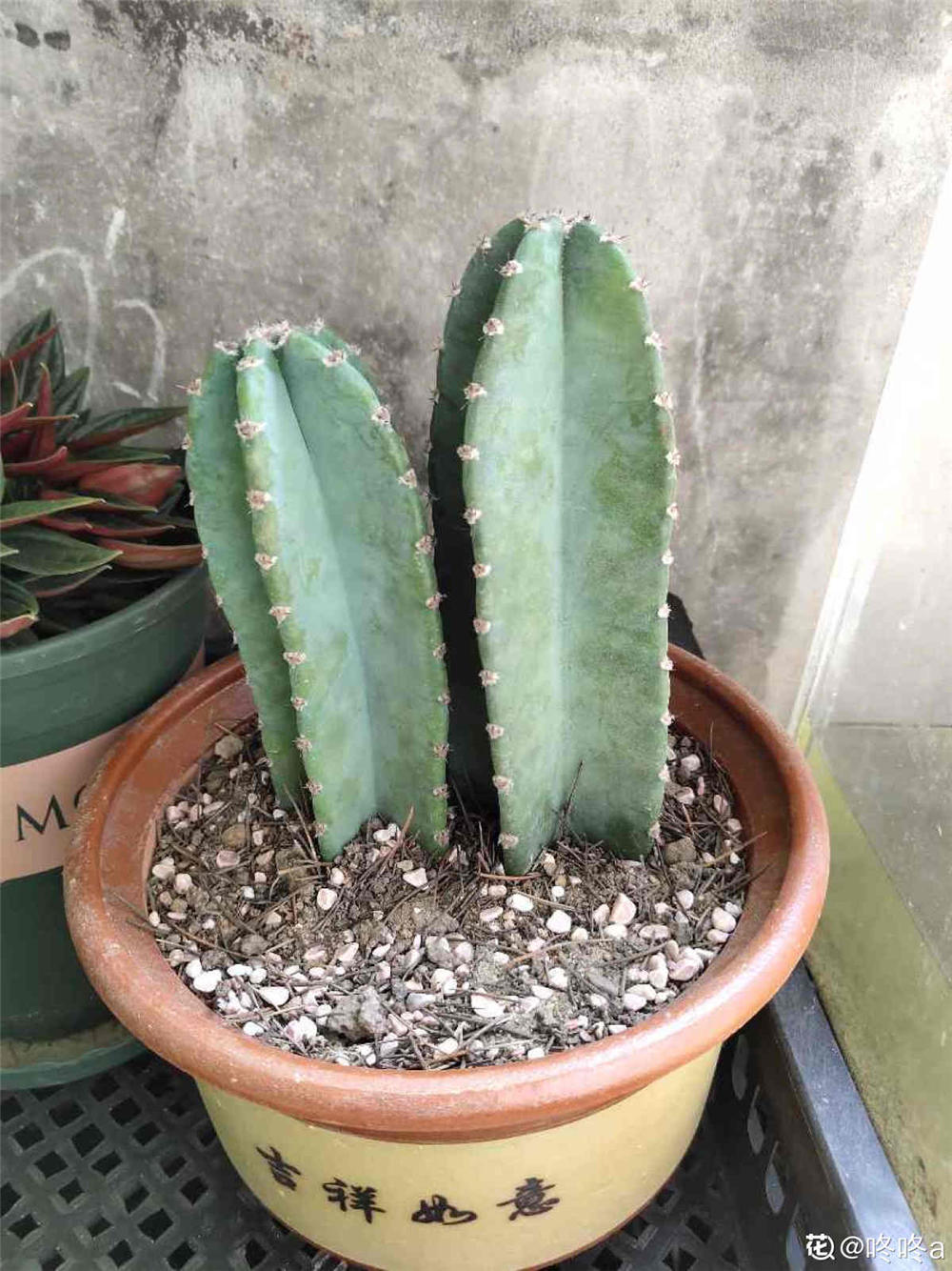 量天尺的花语和传说