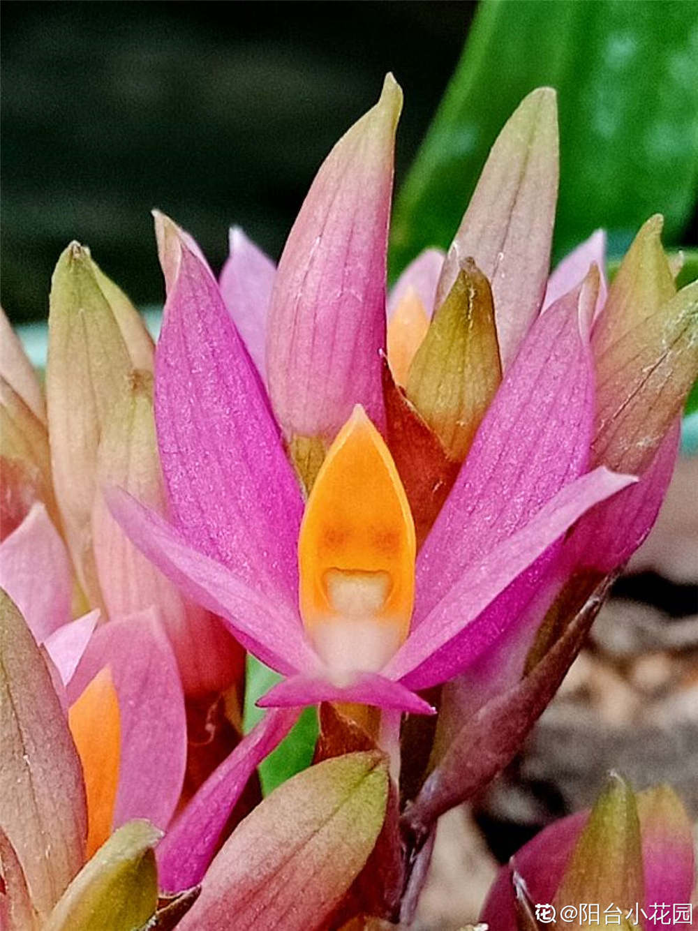 红花石斛的功效与作用