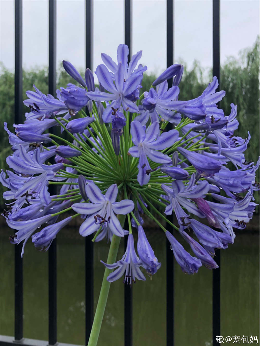 热门文章简读《翠云草如何繁殖》家有一盆翠云草,如置身于苍翠的林中