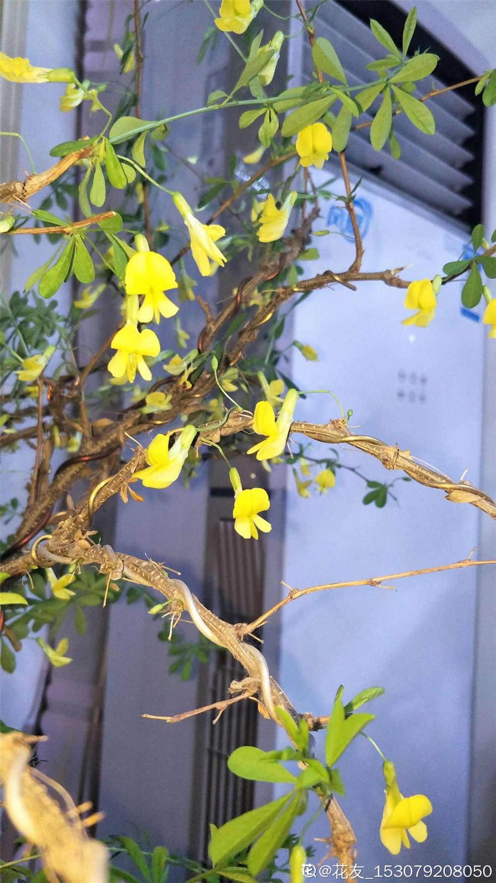 锦鸡儿的花语和文化传说