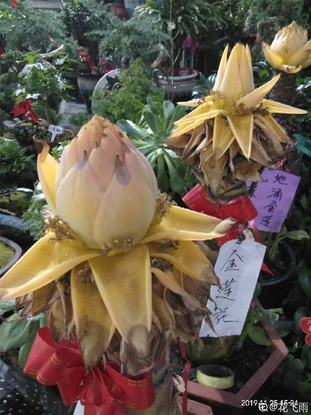 地涌金蓮的病蟲害及防治技巧