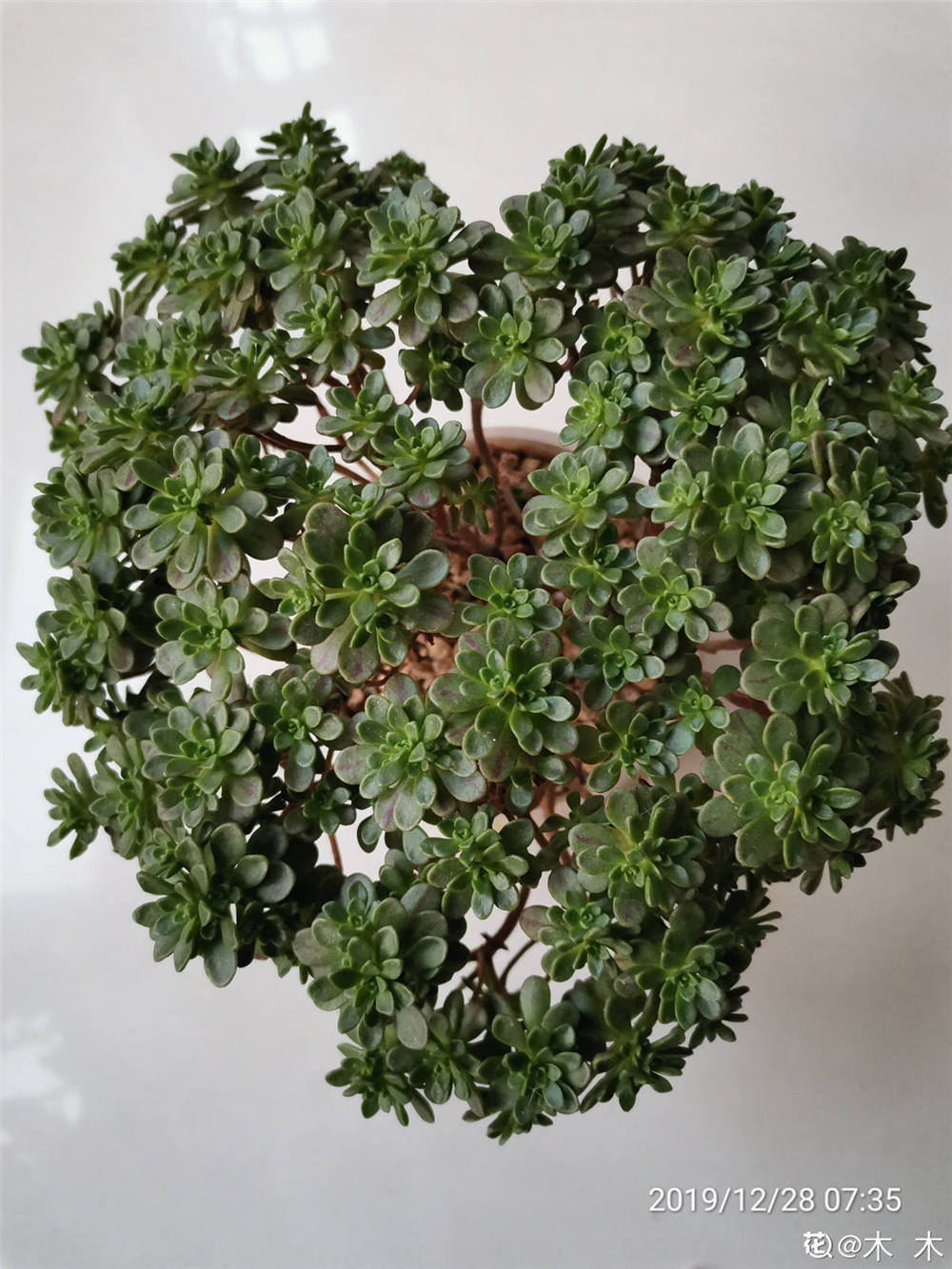 保证植株开花足够的养分.但是如果不想看到小人祭开花的样子.