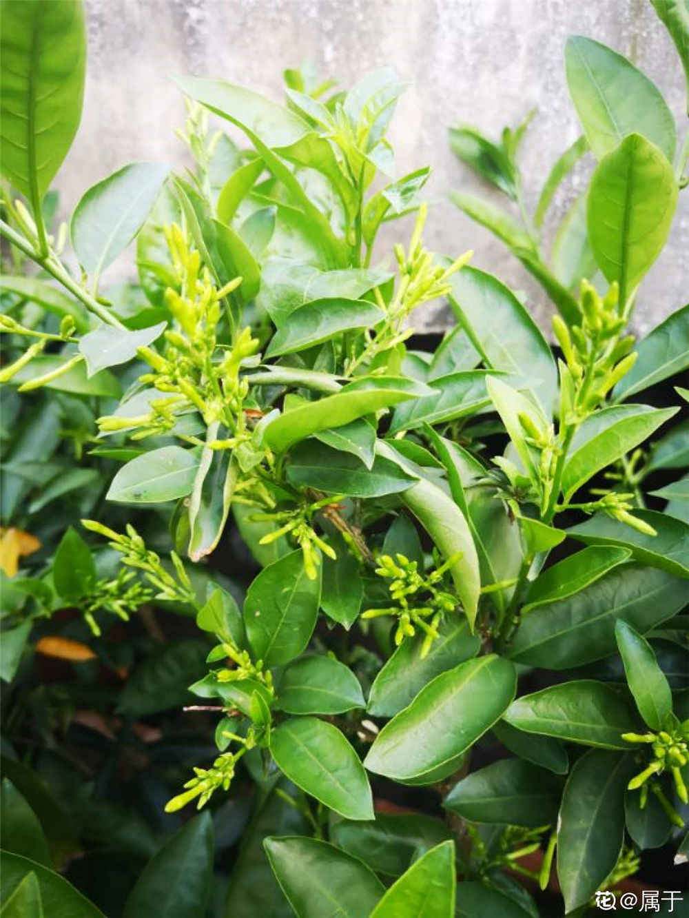 夜来香的生长习性