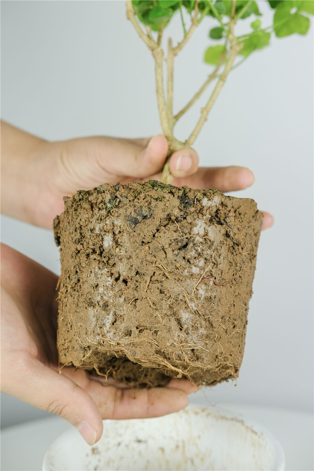 茉莉花种子怎么种