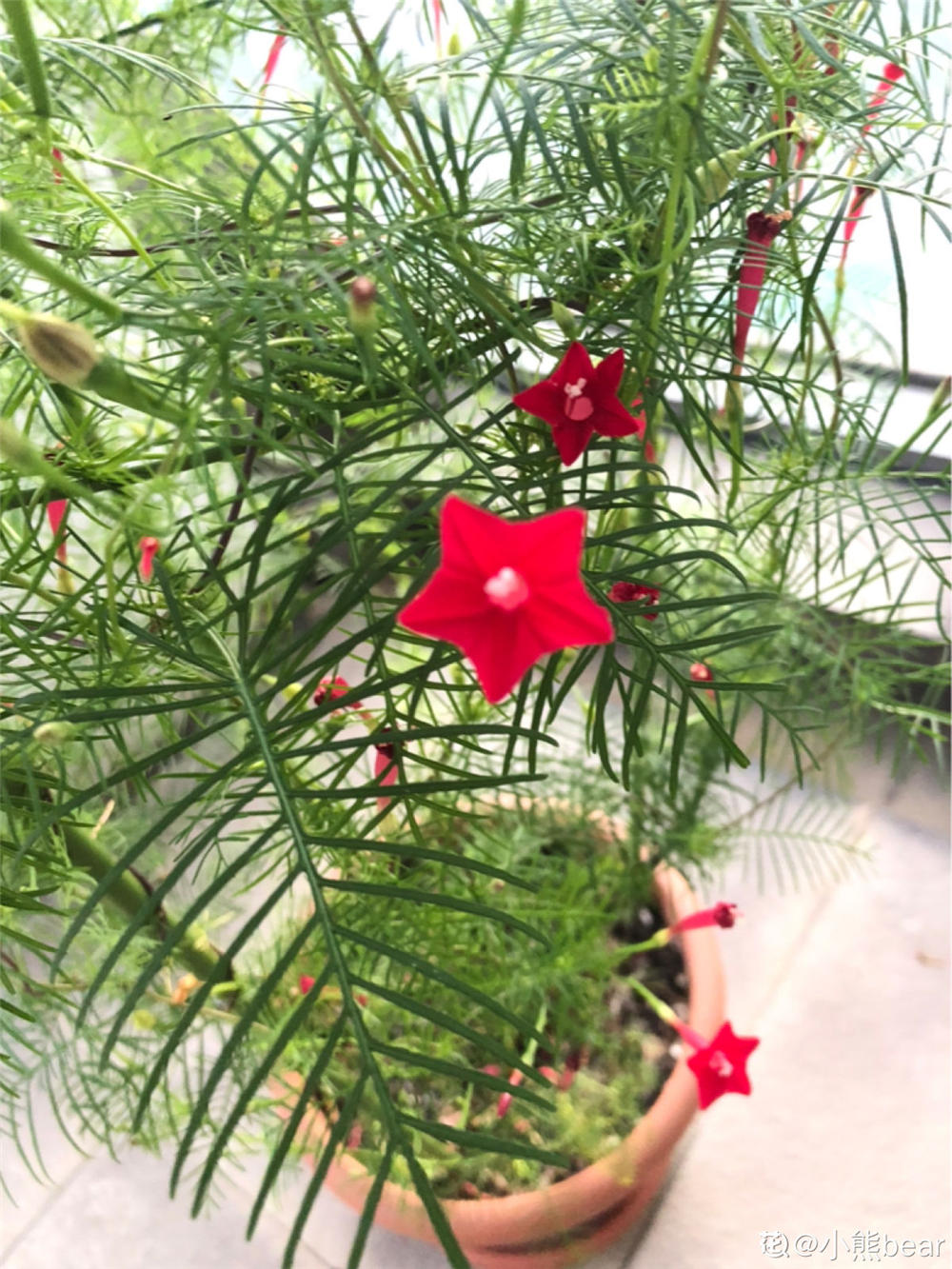 羽叶茑萝的种植方法