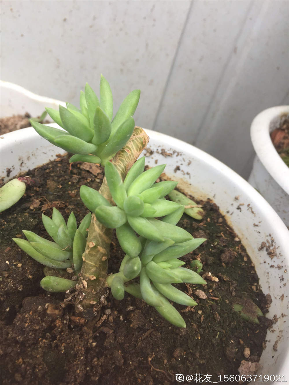 图解千佛手扦插