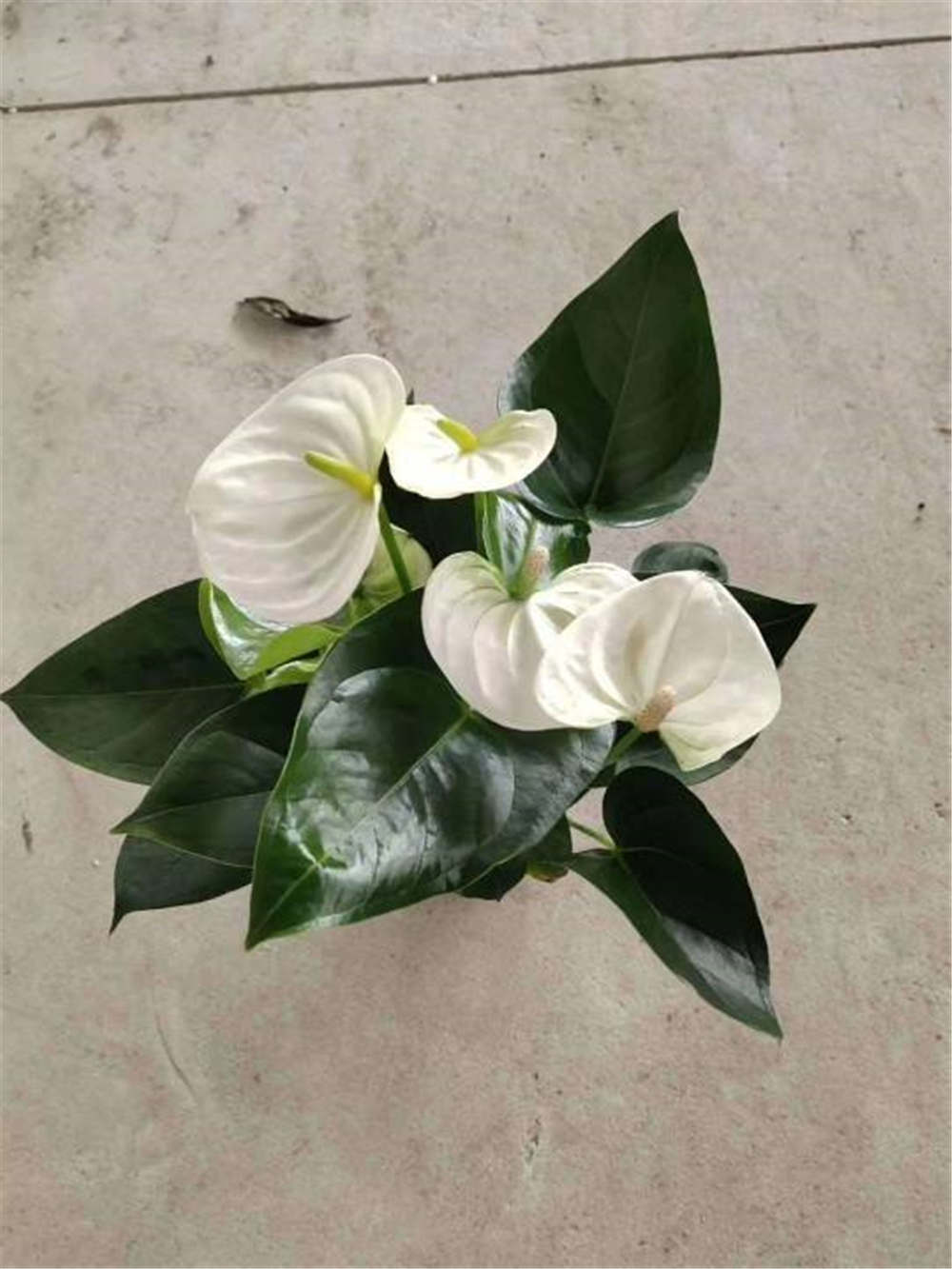 白掌烂根怎么办