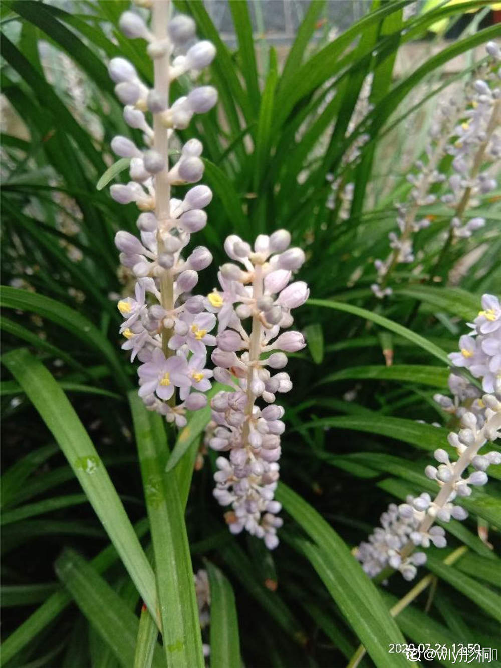 麦冬草的药用功效