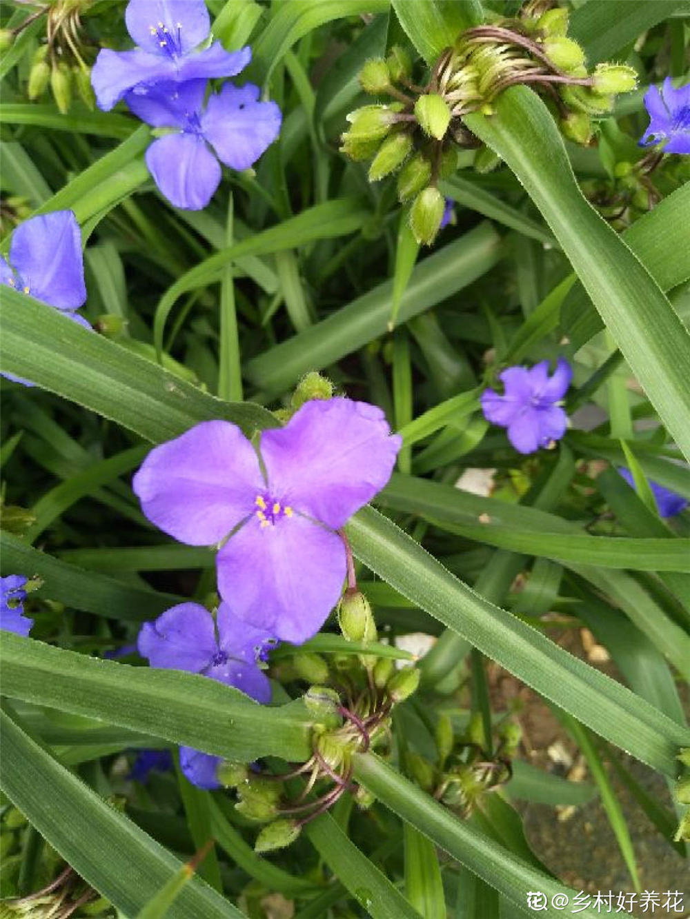 紫露草图片 紫露草图片 双偶网