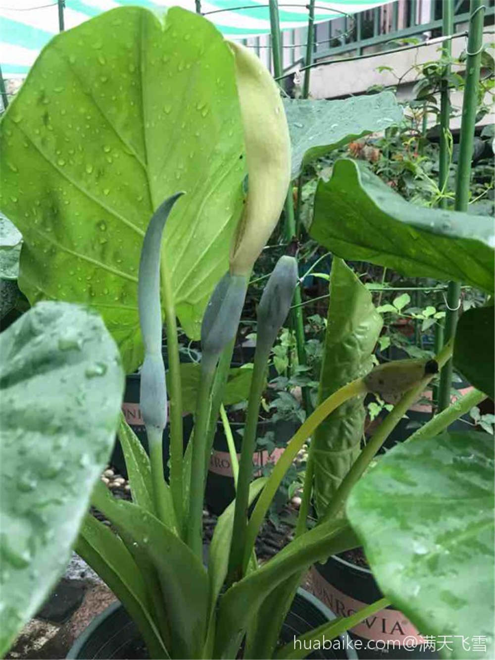 海芋花花语 海芋花的寓意 海芋花和马蹄莲的花语 锦带花图片大全