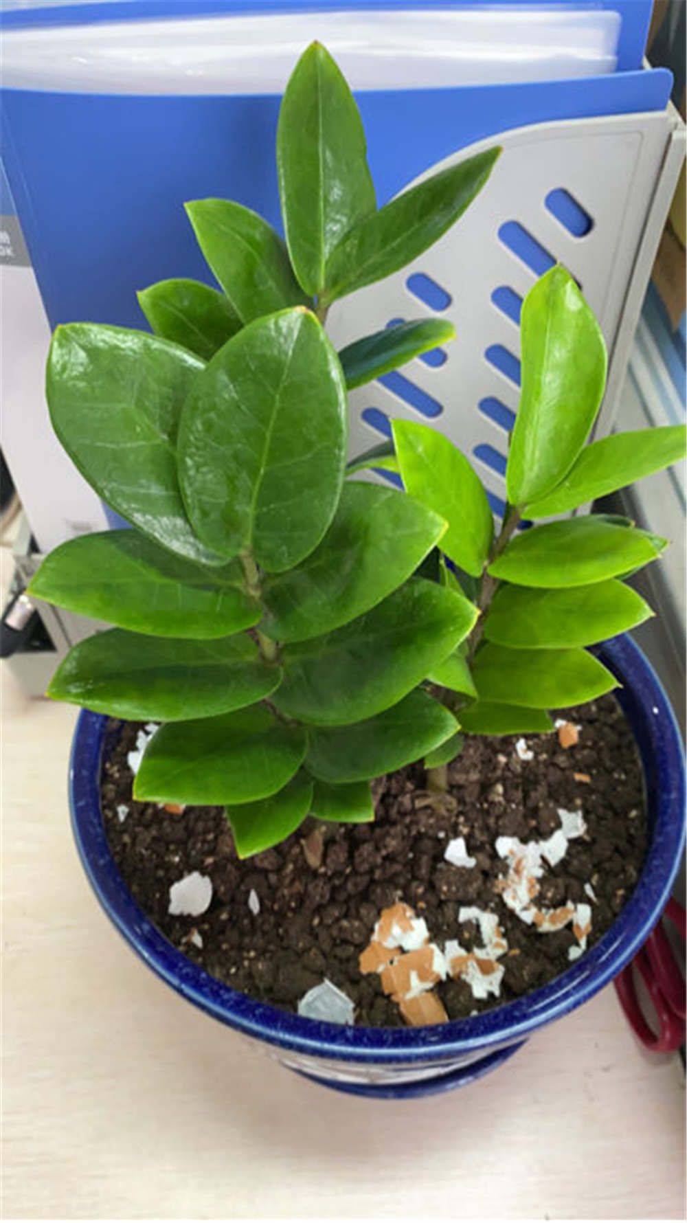 金钱树开花的寓意